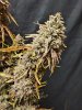 og-kush-auto_grow-journal-by-smoking-hills9.jpg