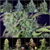 collage Seedsman High Yield.jpg