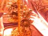 Grow 1, day 25, pot 4.jpg