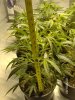 grow room 001.jpg