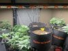 Grow Bag-Twitter@ExtractedVideo-2.jpg