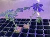 THC Bomb-CLONES_08_20_2023_03.jpg