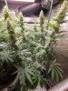 5989475_grow-journal-by-wallywonksfemale-seedsblue-cheese.jpg