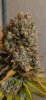 6097694_grow-journal-by-wallywonksfemale-seedsblue-cheese.jpg