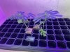 THC Bomb-CLONES_08_23_2023_03.jpg