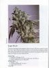 The_Seed_Bank_-_Super_Skunk-27407.jpg