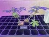 THC Bomb-CLONES_08_25_2023_02.jpg