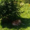 dog-in-hemp-shade.jpg