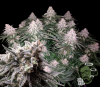 Jack Herer.png