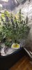 7078025_grow-journal-by-wallywonksilgmpurple-kush.jpg