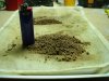 Sour Diesel- hash 001.jpg