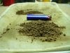 Sour Diesel- hash 002.jpg