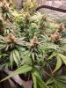 6092421_grow-journal-by-wallywonkscustomgranddaddy-purple-x-dosidos (1).jpg