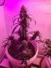 seedsman lemon haze auto1.jpg