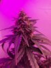 seedsman lemon haze auto2.jpg