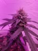 seedsman lemon haze auto3.jpg