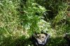 dopewear-albums-ghetto-veg-box-first-outdoor-grow-picture76870-dsc-3274.jpg