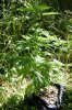 dopewear-albums-ghetto-veg-box-first-outdoor-grow-picture76875-dsc-3276.jpg