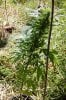 dopewear-albums-ghetto-veg-box-first-outdoor-grow-picture76883-dsc-3284.jpg