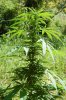 dopewear-albums-ghetto-veg-box-first-outdoor-grow-picture76891-dsc-3290.jpg