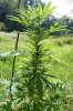 dopewear-albums-ghetto-veg-box-first-outdoor-grow-picture76892-dsc-3291.jpg