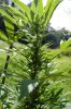 dopewear-albums-ghetto-veg-box-first-outdoor-grow-picture76893-dsc-3292.jpg