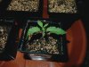 7523957_grow-journal-by-traduhh.jpg