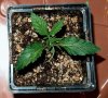 7528371_grow-journal-by-traduhh.jpg