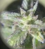 GDP_THC Bomb__10_25_2023_14a_MITES.jpg