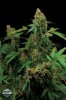 dinafem-moby-dick-marijuana-seeds.jpg