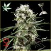 super-lemon-haze-cannabis-seeds.jpg