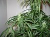 santana507-albums-first-grow-picture77277-p1160265.jpg