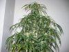 santana507-albums-first-grow-picture77283-p1160267.jpg