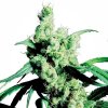 sensi-seeds-silver-haze-9-feminized.jpg