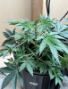 blue kush 15 male 01.png