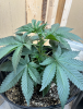 mango bubba 2 (female).png