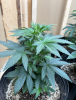 mango bubba 11 01 (Female).png