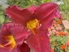 newdaylily.jpg