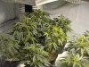 grow room 004.jpg