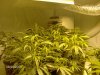 grow room 006.jpg