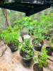 phlizon_full-specttum_led_grow_light_7.png