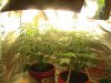 my plants 040.jpg