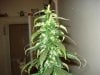 day 41 of flowering 003.jpg