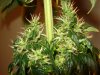 day 41 of flowering set 2 013.jpg