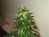 day 42 of flowering 011.jpg