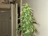 day 42 of flowering 012.jpg