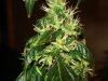 day 42 of flowering 008.jpg