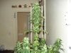 day 42 of flowering 019.jpg