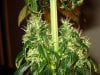 week 6 of flowering 004.jpg