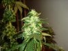 week 6 of flowering 005.jpg